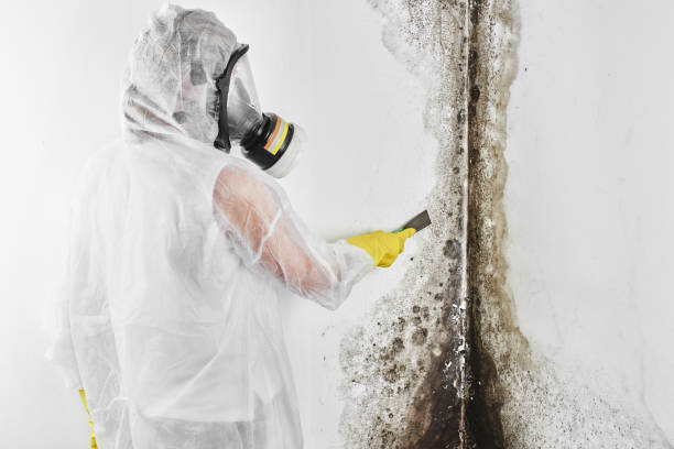 Best Emergency Mold Remediation in Taft, TX