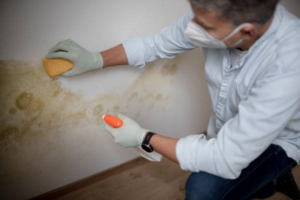 Best Industrial Mold Remediation in Taft, TX