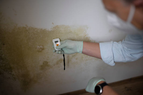 Best Attic Mold Remediation in Taft, TX