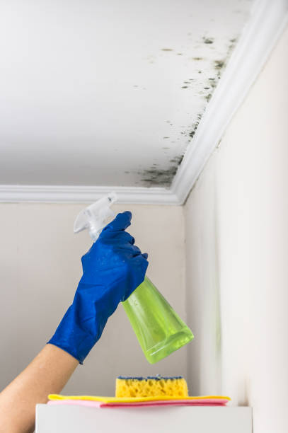 Best Post-Flood Mold Remediation in Taft, TX