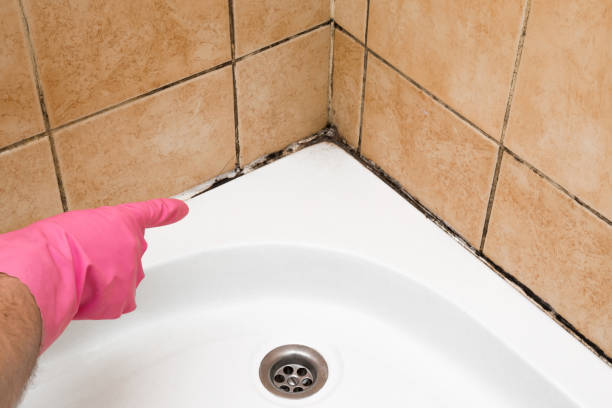Best White Mold Remediation in Taft, TX
