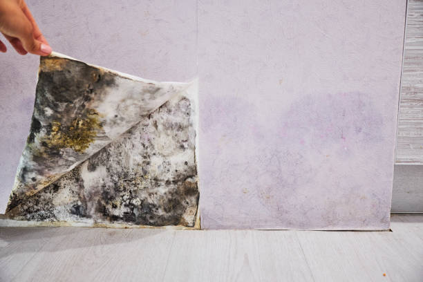 Best Post-Flood Mold Remediation in Taft, TX